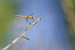 sympetrum meridionale sympetrum meridional femelle 10 dxo sympetrum meridionale sympetrum meridional femelle 10 dxo