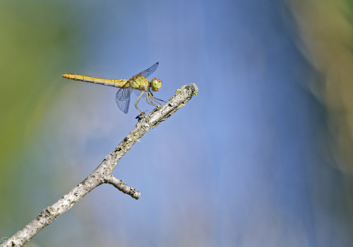 sympetrum meridionale   sympetrum meridional femelle 10 dxo