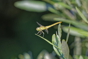 sympetrum meridionale sympetrum meridional femelle 13 dxo sympetrum meridionale sympetrum meridional femelle 13 dxo