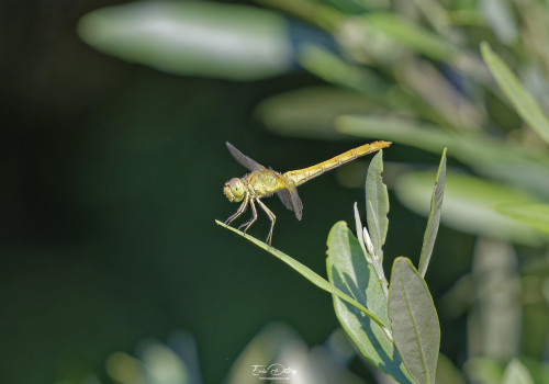 sympetrum meridionale   sympetrum meridional femelle 13 dxo