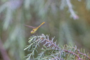 sympetrum meridionale sympetrum meridional male 10 2 dxo sympetrum meridionale sympetrum meridional male 10 2 dxo
