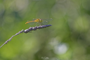 sympetrum meridionale sympetrum meridional male 10 dxo sympetrum meridionale sympetrum meridional male 10 dxo