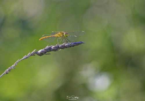 sympetrum meridionale   sympetrum meridional male 10 dxo
