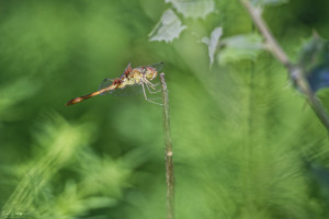 sympetrum meridionale sympetrum meridional male 10 dxo sympetrum meridionale sympetrum meridional male 10 dxo