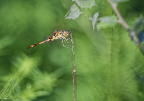 sympetrum meridionale   sympetrum meridional male 10 dxo