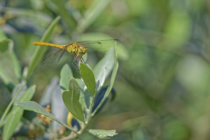 sympetrum meridionale sympetrum meridional male 13 dxo sympetrum meridionale sympetrum meridional male 13 dxo