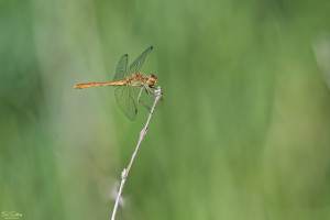 sympetrum meridionale sympetrum meridional male 13 dxo sympetrum meridionale sympetrum meridional male 13 dxo