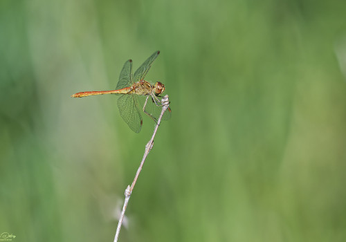 sympetrum meridionale   sympetrum meridional male 13 dxo