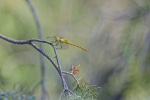 sympetrum meridionale sympetrum meridional male 19 dxo sympetrum meridionale sympetrum meridional male 19 dxo
