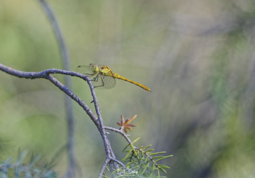 sympetrum meridionale   sympetrum meridional male 19 dxo