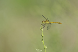 sympetrum meridionale sympetrum meridional male 23 dxo sympetrum meridionale sympetrum meridional male 23 dxo
