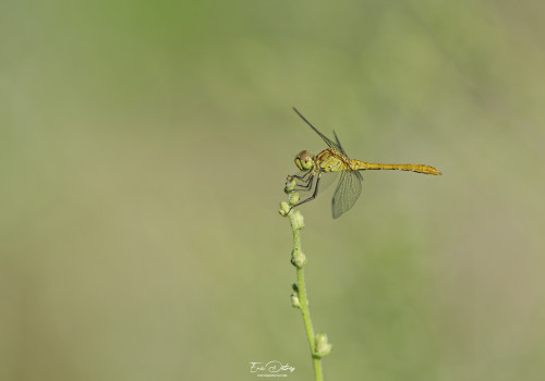 sympetrum meridionale   sympetrum meridional male 23 dxo