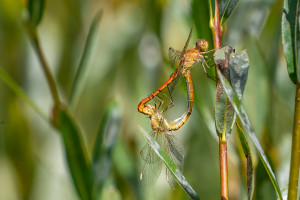 sympetrum meridionale le sympetrum meridional coeur copulatoire sympetrum meridionale le sympetrum meridional coeur copulatoire