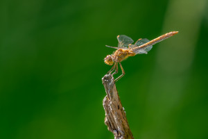 sympetrum meridionale le sympetrum meridional femelle 10 sympetrum meridionale le sympetrum meridional femelle 10