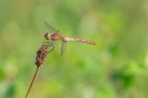 sympetrum meridionale le sympetrum meridional femelle sympetrum meridionale le sympetrum meridional femelle
