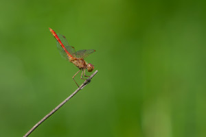 sympetrum meridionale le sympetrum meridional male sympetrum meridionale le sympetrum meridional male