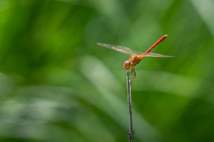 sympetrum meridionale le sympetrum meridional male sympetrum meridionale le sympetrum meridional male