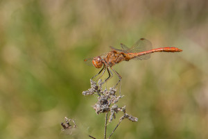 sympetrum meridionale le sympetrum meridional male sympetrum meridionale le sympetrum meridional male