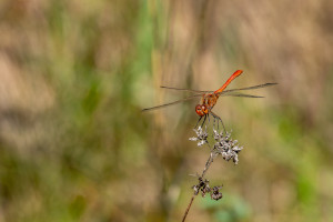 sympetrum meridionale le sympetrum meridional male sympetrum meridionale le sympetrum meridional male