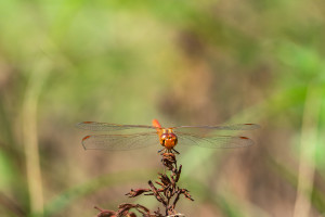 sympetrum meridionale le sympetrum meridional male sympetrum meridionale le sympetrum meridional male