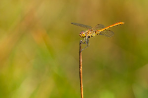 sympetrum meridionale le sympetrum meridional male sympetrum meridionale le sympetrum meridional male