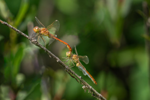 sympetrum meridionale le sympetrum meridional tandem sympetrum meridionale le sympetrum meridional tandem