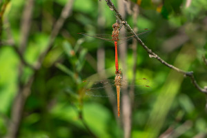 sympetrum meridionale le sympetrum meridional tandem sympetrum meridionale le sympetrum meridional tandem