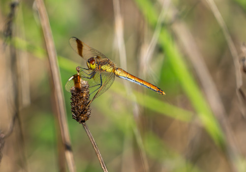 sympetrum pedemontanum sympetrum du piemont femelle sympetrum pedemontanum sympetrum du piemont femelle