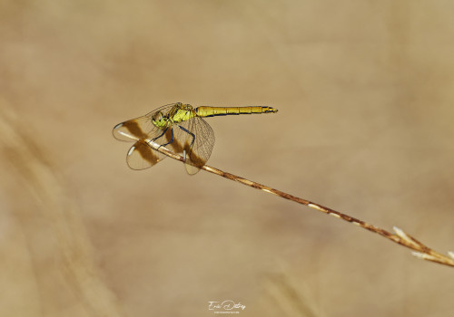 sympetrum pedemontanum   sympetrum du piemont femelle 13 dxo