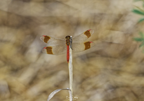sympetrum pedemontanum   sympetrum du piemont male 10 2 dxo
