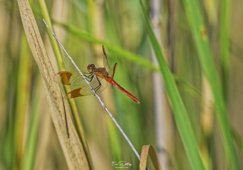 sympetrum pedemontanum   sympetrum du piemont male 15 dxo