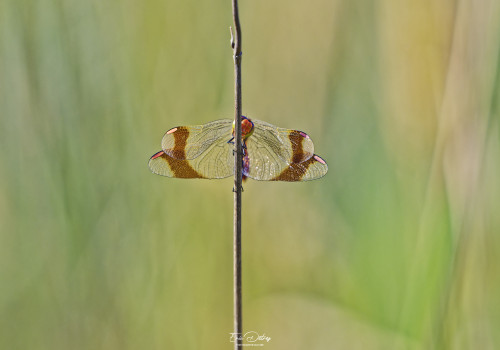 sympetrum pedemontanum   sympetrum du piemont male 20 dxo