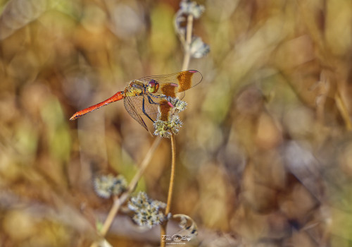 sympetrum pedemontanum   sympetrum du piemont male 22 dxo