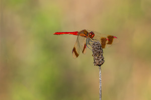 sympetrum pedemontanum sympetrum du piemont male sympetrum pedemontanum sympetrum du piemont male