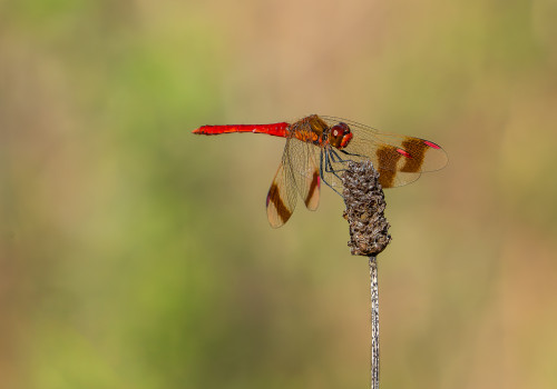 sympetrum pedemontanum sympetrum du piemont male sympetrum pedemontanum sympetrum du piemont male