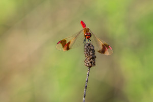 sympetrum pedemontanum sympetrum du piemont male sympetrum pedemontanum sympetrum du piemont male