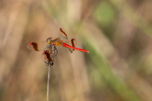 sympetrum pedemontanum sympetrum du piemont male sympetrum pedemontanum sympetrum du piemont male