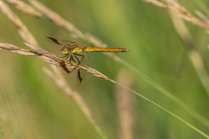 sympetrum pedemontanum sympetrum du piemont femelle sympetrum pedemontanum sympetrum du piemont femelle