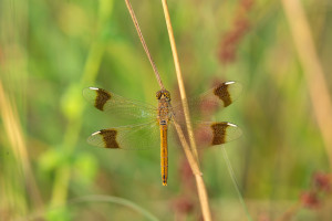 sympetrum pedemontanum sympetrum du piemont femelle sympetrum pedemontanum sympetrum du piemont femelle