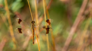sympetrum pedemontanum sympetrum du piemont femelle sympetrum pedemontanum sympetrum du piemont femelle