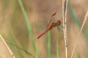 sympetrum pedemontanum sympetrum du piemont male sympetrum pedemontanum sympetrum du piemont male
