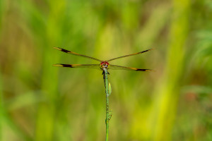 sympetrum pedemontanum sympetrum du piemont male sympetrum pedemontanum sympetrum du piemont male
