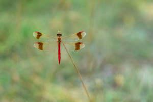 sympetrum pedemontanum sympetrum du piemont male sympetrum pedemontanum sympetrum du piemont male