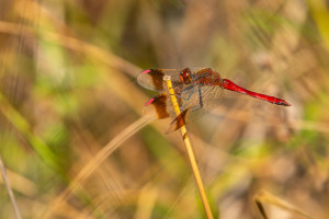 sympetrum pedemontanum sympetrum du piemont male sympetrum pedemontanum sympetrum du piemont male