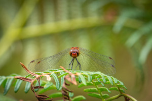 sympetrum sanguineum le sympetrum rouge sang sympetrum sanguineum le sympetrum rouge sang