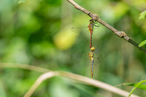 sympetrum sanguineum le sympetrum rouge sang couple sympetrum sanguineum le sympetrum rouge sang couple