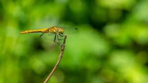 sympetrum sanguineum le sympetrum rouge sang femelle sympetrum sanguineum le sympetrum rouge sang femelle
