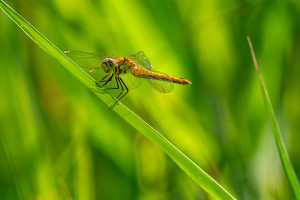 sympetrum sanguineum le sympetrum rouge sang femelle sympetrum sanguineum le sympetrum rouge sang femelle