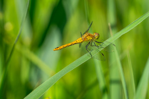 sympetrum sanguineum le sympetrum rouge sang femelle sympetrum sanguineum le sympetrum rouge sang femelle