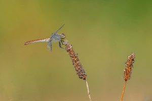sympetrum sanguineum le sympetrum rouge sang femelle sympetrum sanguineum le sympetrum rouge sang femelle